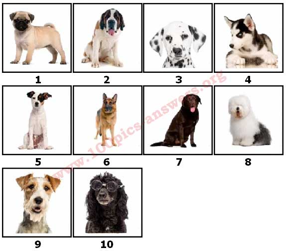 guess the dog breed